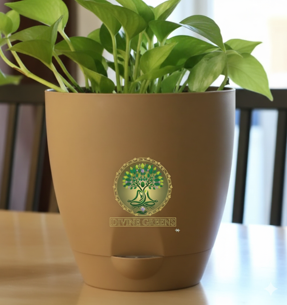 GOLDEN MONEY PLANT + self watering POT+TIGER EYE TUMBLE