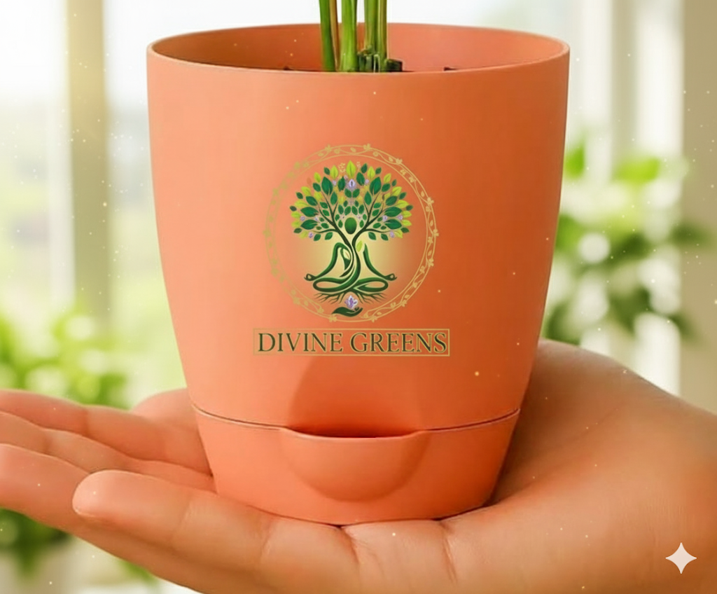GOLDEN MONEY PLANT + self watering POT+TIGER EYE TUMBLE