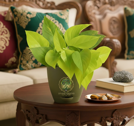 GOLDEN MONEY PLANT + self watering POT+TIGER EYE TUMBLE